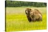 USA, Alaska, Grizzly Bear with Cub-George Theodore-Stretched Canvas