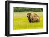 USA, Alaska, Grizzly Bear with Cub-George Theodore-Framed Photographic Print