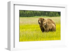 USA, Alaska, Grizzly Bear with Cub-George Theodore-Framed Photographic Print