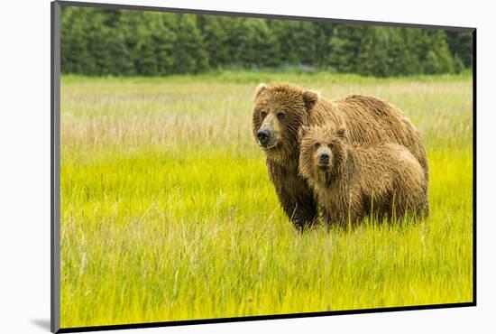 USA, Alaska, Grizzly Bear with Cub-George Theodore-Mounted Photographic Print