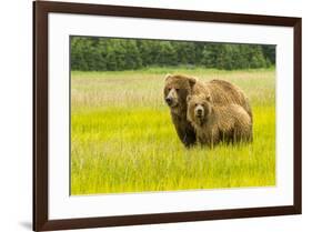 USA, Alaska, Grizzly Bear with Cub-George Theodore-Framed Premium Photographic Print