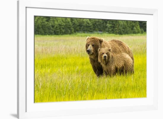 USA, Alaska, Grizzly Bear with Cub-George Theodore-Framed Premium Photographic Print