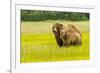 USA, Alaska, Grizzly Bear with Cub-George Theodore-Framed Premium Photographic Print