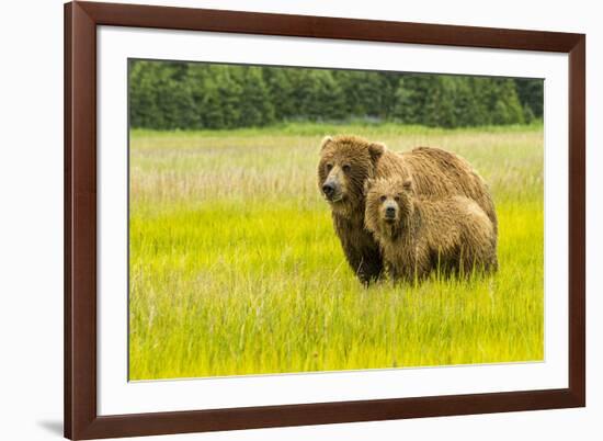 USA, Alaska, Grizzly Bear with Cub-George Theodore-Framed Premium Photographic Print