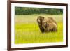 USA, Alaska, Grizzly Bear with Cub-George Theodore-Framed Premium Photographic Print