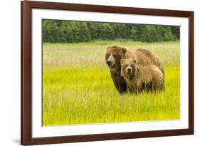 USA, Alaska, Grizzly Bear with Cub-George Theodore-Framed Premium Photographic Print