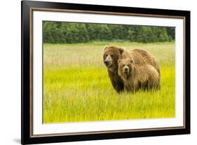 USA, Alaska, Grizzly Bear with Cub-George Theodore-Framed Premium Photographic Print