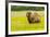 USA, Alaska, Grizzly Bear with Cub-George Theodore-Framed Premium Photographic Print