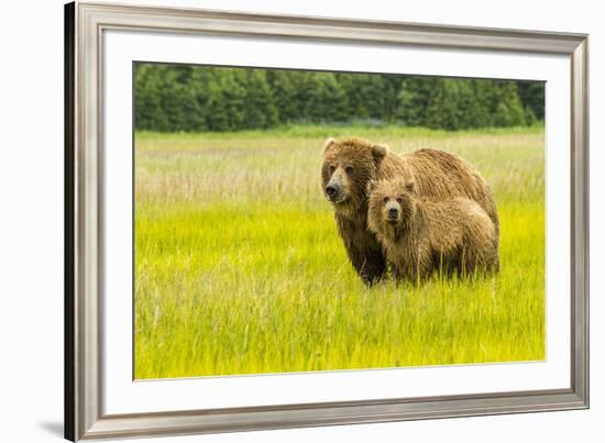 USA, Alaska, Grizzly Bear with Cub-George Theodore-Framed Premium Photographic Print