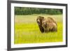 USA, Alaska, Grizzly Bear with Cub-George Theodore-Framed Premium Photographic Print