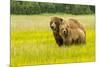 USA, Alaska, Grizzly Bear with Cub-George Theodore-Mounted Premium Photographic Print