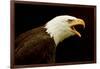 USA, Alaska. Haliaeetus leucocephalus, bald eagle portrait, captive.-David Slater-Framed Photographic Print