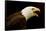 USA, Alaska. Haliaeetus leucocephalus, bald eagle portrait, captive.-David Slater-Framed Stretched Canvas