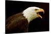 USA, Alaska. Haliaeetus leucocephalus, bald eagle portrait, captive.-David Slater-Stretched Canvas