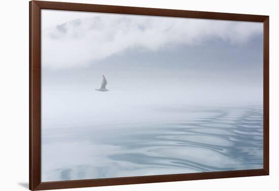 USA, Alaska, Inian Island. Seagull flies over boat wake on foggy day.-Don Paulson-Framed Photographic Print