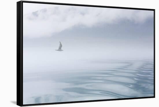 USA, Alaska, Inian Island. Seagull flies over boat wake on foggy day.-Don Paulson-Framed Stretched Canvas