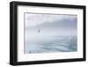 USA, Alaska, Inian Island. Seagull flies over boat wake on foggy day.-Don Paulson-Framed Photographic Print