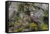 USA, Alaska, Katmai National Park. Bald Eagle in Amalik Bay.-Frank Zurey-Framed Stretched Canvas