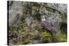 USA, Alaska, Katmai National Park. Bald Eagle in Amalik Bay.-Frank Zurey-Stretched Canvas