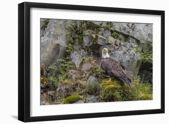 USA, Alaska, Katmai National Park. Bald Eagle in Amalik Bay.-Frank Zurey-Framed Photographic Print