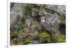 USA, Alaska, Katmai National Park. Bald Eagle in Amalik Bay.-Frank Zurey-Framed Photographic Print