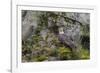 USA, Alaska, Katmai National Park. Bald Eagle in Amalik Bay.-Frank Zurey-Framed Photographic Print