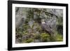 USA, Alaska, Katmai National Park. Bald Eagle in Amalik Bay.-Frank Zurey-Framed Photographic Print