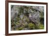 USA, Alaska, Katmai National Park. Bald Eagle in Amalik Bay.-Frank Zurey-Framed Photographic Print