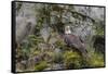 USA, Alaska, Katmai National Park. Bald Eagle in Amalik Bay.-Frank Zurey-Framed Stretched Canvas