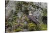 USA, Alaska, Katmai National Park. Bald Eagle in Amalik Bay.-Frank Zurey-Stretched Canvas