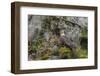 USA, Alaska, Katmai National Park. Bald Eagle in Amalik Bay.-Frank Zurey-Framed Photographic Print