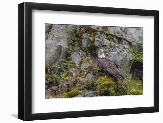 USA, Alaska, Katmai National Park. Bald Eagle in Amalik Bay.-Frank Zurey-Framed Photographic Print