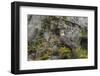 USA, Alaska, Katmai National Park. Bald Eagle in Amalik Bay.-Frank Zurey-Framed Photographic Print