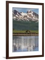 USA, Alaska, Katmai National Park. Coastal Brown Bears in marsh-Frank Zurey-Framed Premium Photographic Print