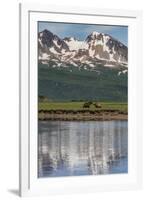 USA, Alaska, Katmai National Park. Coastal Brown Bears in marsh-Frank Zurey-Framed Premium Photographic Print