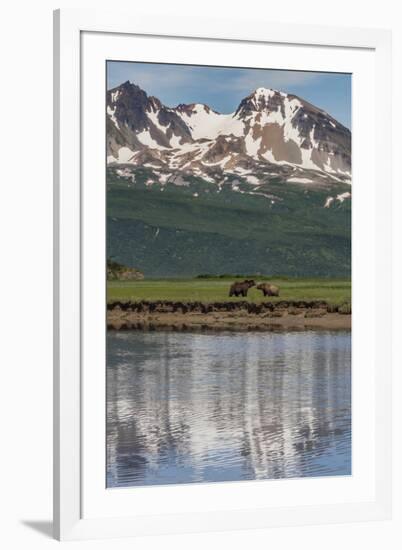 USA, Alaska, Katmai National Park. Coastal Brown Bears in marsh-Frank Zurey-Framed Premium Photographic Print