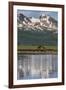 USA, Alaska, Katmai National Park. Coastal Brown Bears in marsh-Frank Zurey-Framed Premium Photographic Print