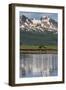 USA, Alaska, Katmai National Park. Coastal Brown Bears in marsh-Frank Zurey-Framed Photographic Print