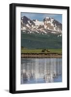 USA, Alaska, Katmai National Park. Coastal Brown Bears in marsh-Frank Zurey-Framed Photographic Print