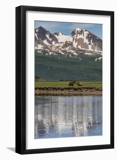 USA, Alaska, Katmai National Park. Coastal Brown Bears in marsh-Frank Zurey-Framed Photographic Print