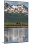 USA, Alaska, Katmai National Park. Coastal Brown Bears in marsh-Frank Zurey-Mounted Photographic Print