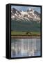 USA, Alaska, Katmai National Park. Coastal Brown Bears in marsh-Frank Zurey-Framed Stretched Canvas