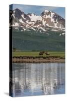 USA, Alaska, Katmai National Park. Coastal Brown Bears in marsh-Frank Zurey-Stretched Canvas