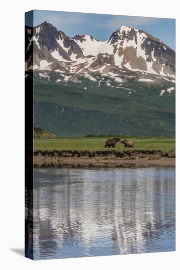 USA, Alaska, Katmai National Park. Coastal Brown Bears in marsh-Frank Zurey-Stretched Canvas