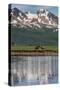 USA, Alaska, Katmai National Park. Coastal Brown Bears in marsh-Frank Zurey-Stretched Canvas