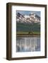 USA, Alaska, Katmai National Park. Coastal Brown Bears in marsh-Frank Zurey-Framed Photographic Print