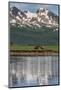 USA, Alaska, Katmai National Park. Coastal Brown Bears in marsh-Frank Zurey-Mounted Photographic Print