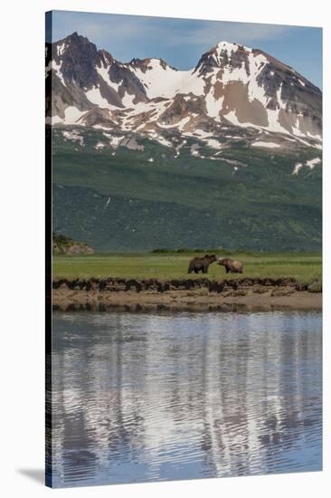 USA, Alaska, Katmai National Park. Coastal Brown Bears in marsh-Frank Zurey-Stretched Canvas