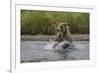 USA, Alaska, Katmai National Park. Grizzly Bear chasing salmon.-Frank Zurey-Framed Photographic Print