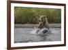 USA, Alaska, Katmai National Park. Grizzly Bear chasing salmon.-Frank Zurey-Framed Photographic Print